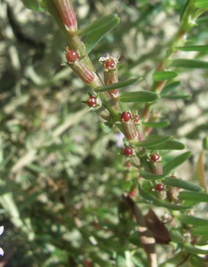 Lythrum hyssopifolia / Salcerella con foglie d'' Issopo